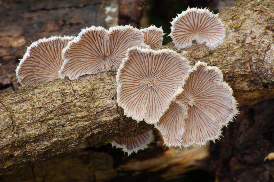 Schizophyllum commune